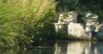 Maman cygne et ses petits voguent sur le Marais Audomarois